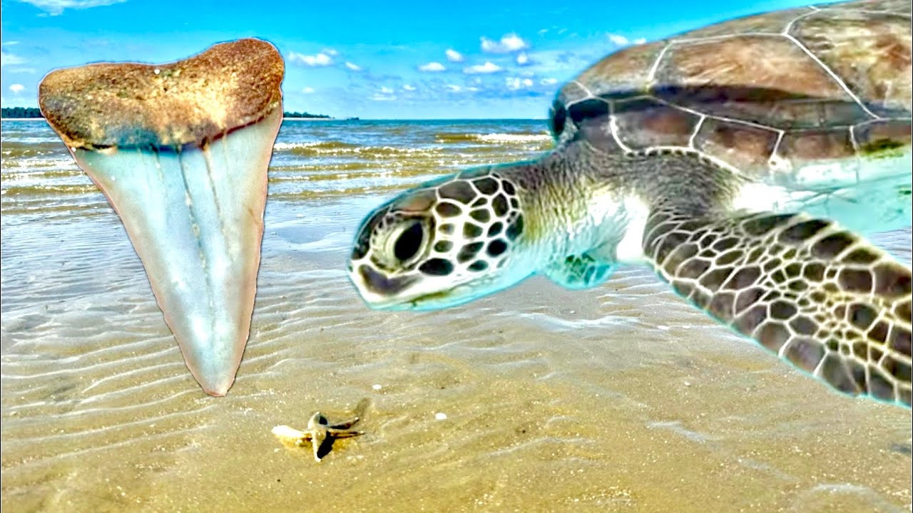 Sea Turtle Rescue & Finding Shark Teeth on the Beach