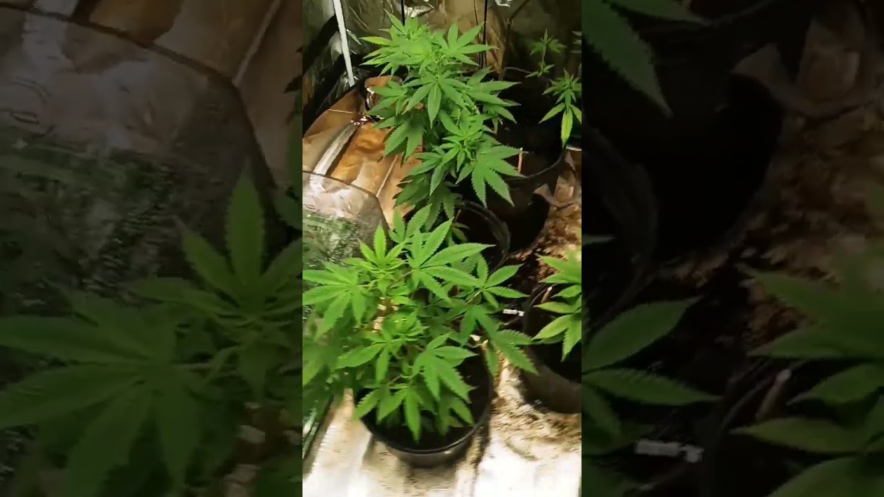#420 #510 #howyoulikemenow