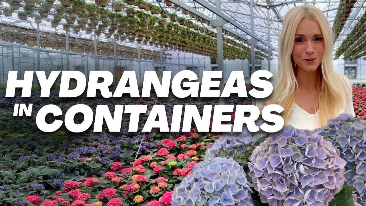 PRO tips for Hydrangeas in Pots and Containers // Utah Florist Hydrangeas