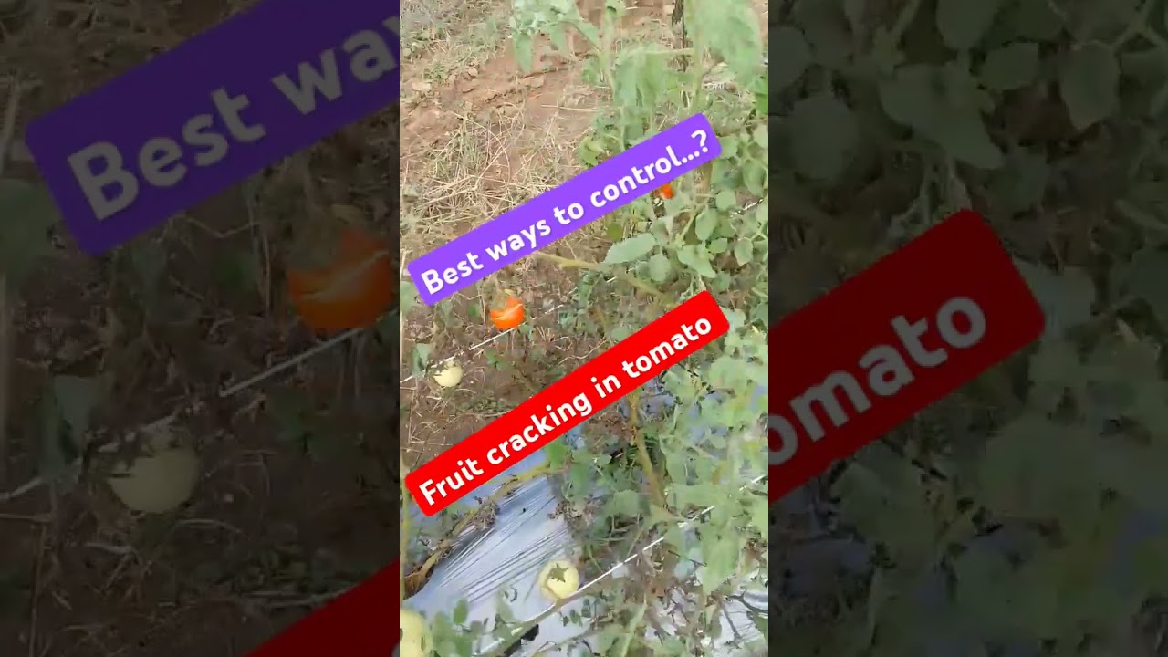 Effective way to control fruit cracking tomato| off season cultivation| #garden #gardening #farming