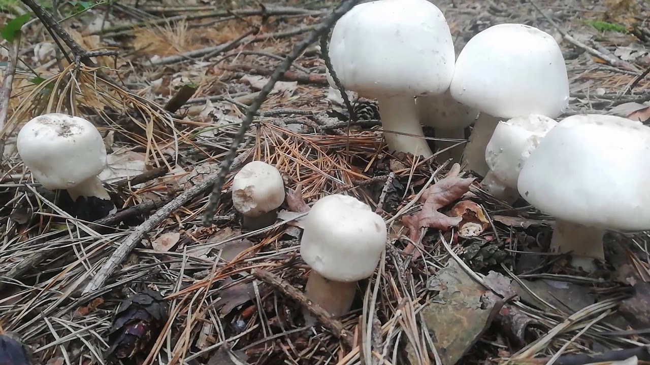 Trujące pieczarki - Pieczarka karbolowa - Agaricus xanthodermus - Wrocław 06.2020