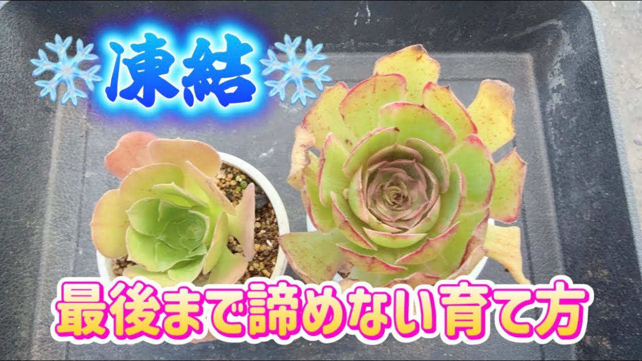 【アエオニウム凍結】❄️だが諦めないで育てるどぉ〜✊✨【多肉の育て方】