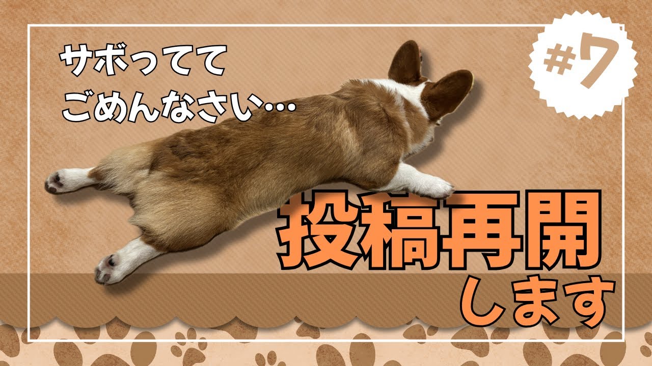 #07【投稿再開します】のびのびと成長中【コーギー】