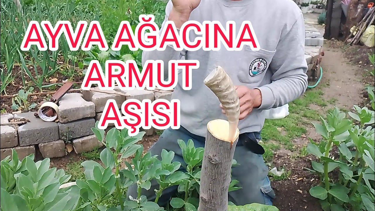 Ayva ağacına armut aşısı. Santa Maria Armudu Aşılama🍐Herkes yapabilir @aliboladan