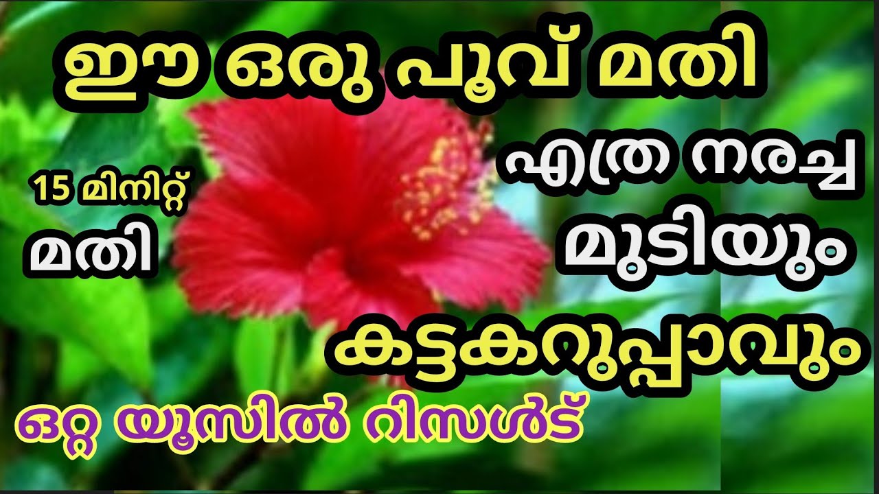 ചെമ്പരത്തി പൂവ് ഉപയോഗിച്ച് എത്ര നരച്ച മുടിയും ഒറ്റ യൂസിൽ കറുപ്പിക്കാം / Natural hair dye
