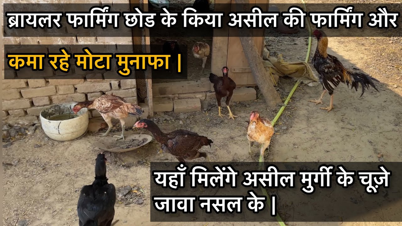 Aseel ka ek chota farm | असील के बच्चे लेने के लिए संपर्क करे 8114204427
