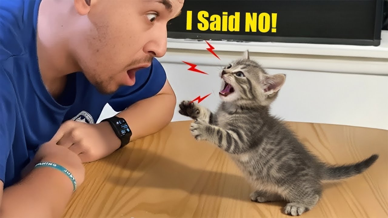 When Your Cat Gets Mad at You Like a Human 😹💢