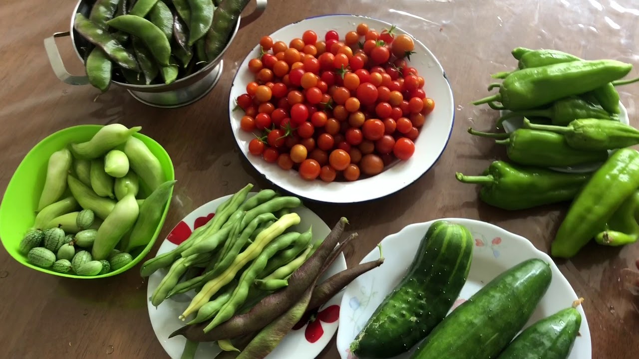 (Part 3) City Vegetable Garden Tour (10th August 2018)