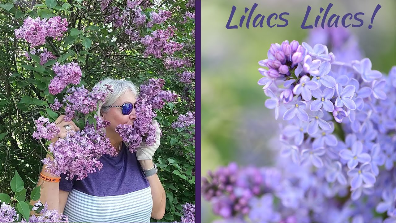 Lilac Festival, Rochester New York.  In The Moment!