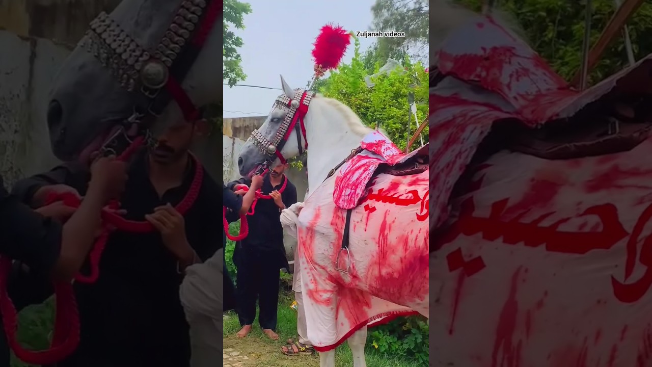 Zuljanah Tajjali badshah wah cantt #zuljanahvideos #muhrram2025 #imamhussain #zuljanahlovers