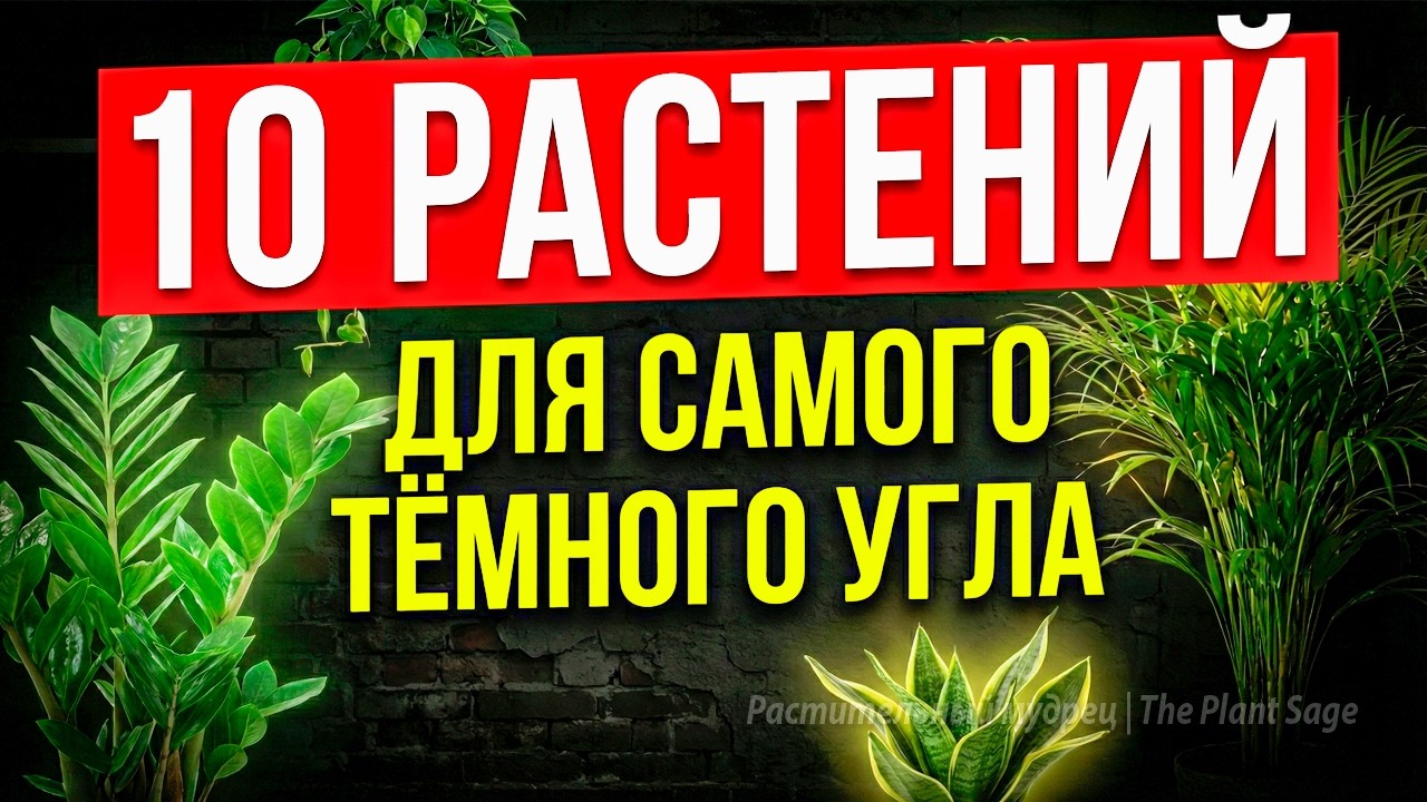 10 РАСТЕНИЙ ВЫЖИВУТ ДАЖЕ В САМОМ ТЁМНОМ УГЛУ ВАШЕЙ КВАРТИРЫ! 🌿 (ПРОВЕРЕНО 30 ГОДАМИ!)