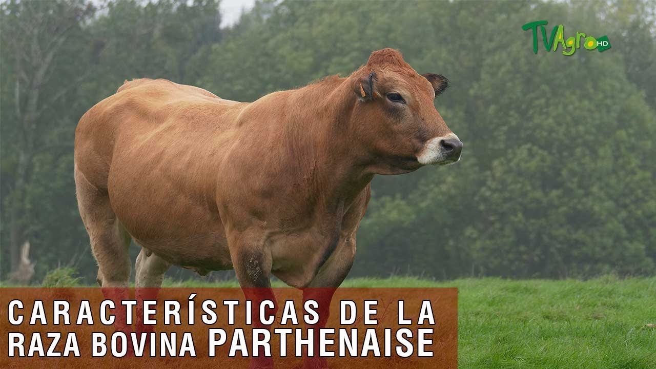 Características de la raza bovina Parthenaise - TvAgro por Juan Gonzalo Angel Restrepo