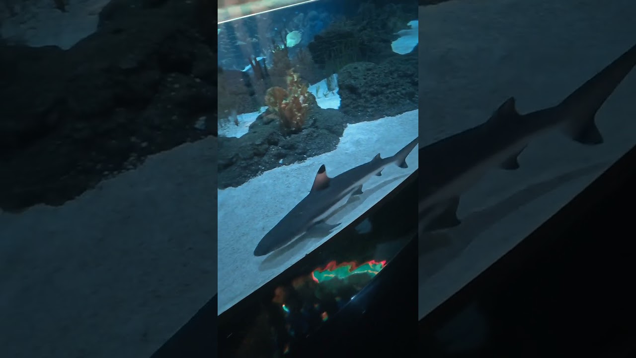 Bahrain Dilmuniya mall Fish aquarium