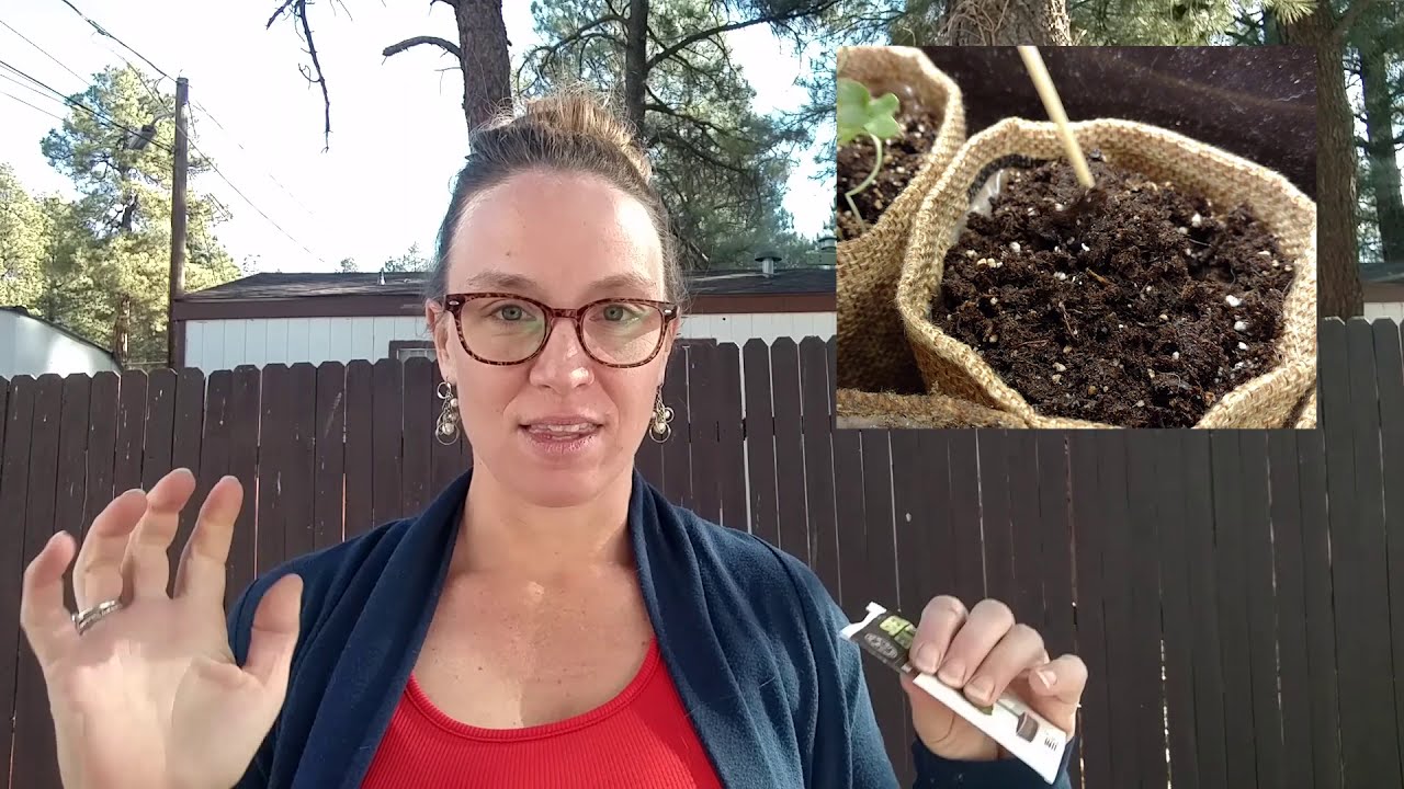 Planting the Perfect Set Of Siberian Elm Seeds - Live From The Help Desk With Nikki