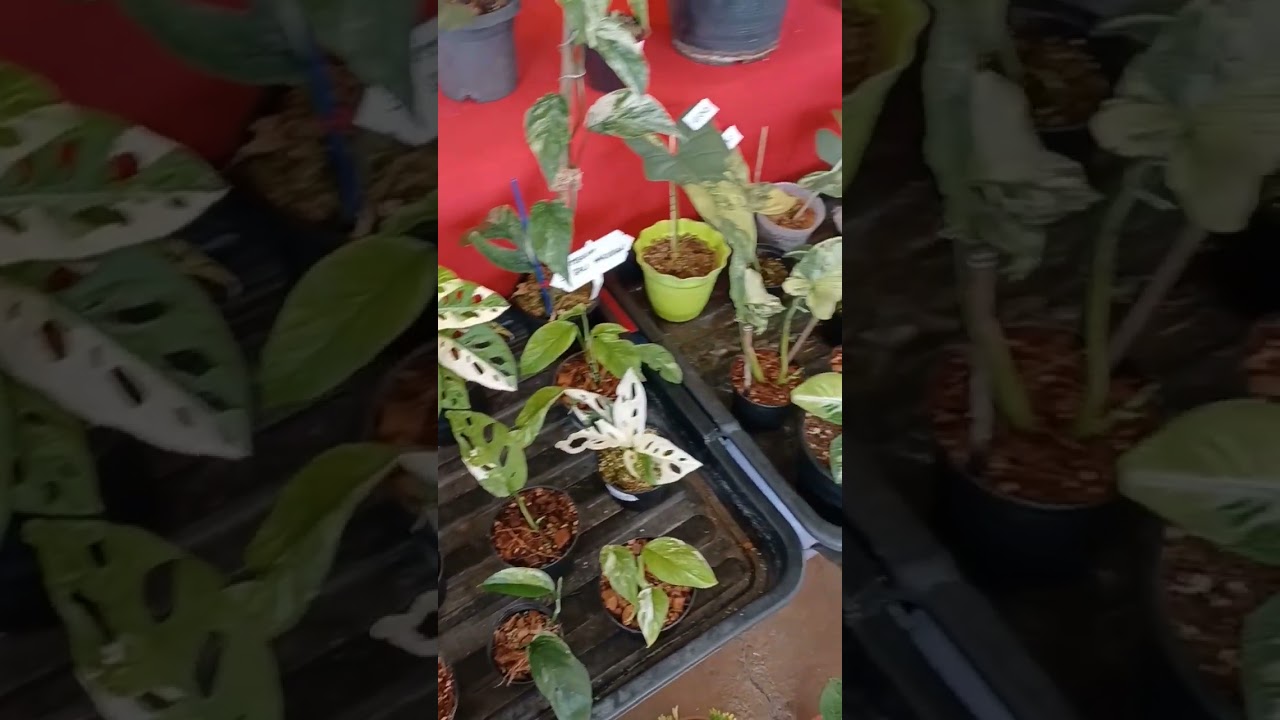 #mieegarden #citygardening #aroid #rareplants #bonsai #plants #plantaddict #plantslover #planthobby