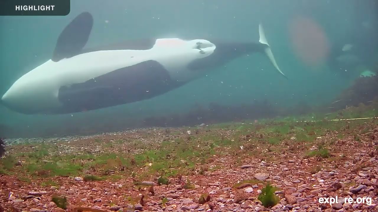 Strider Rubbing Beach Underwater - OrcaLab | 2025 Highlights