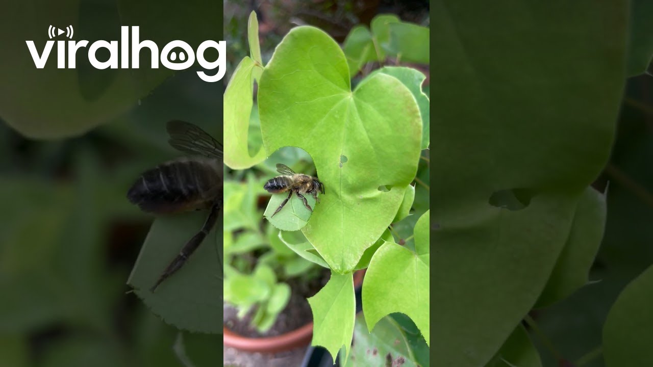 Leaf Cutter Bee at Work || ViralHog