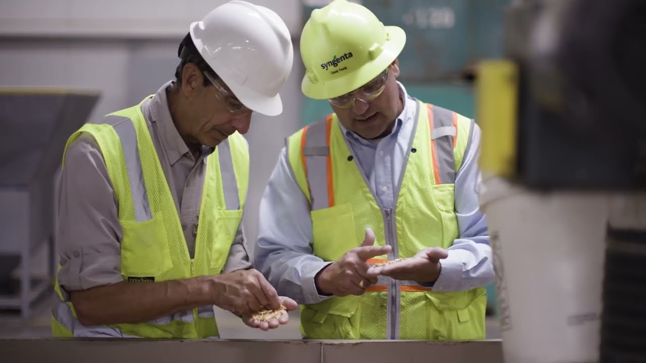 How Sweet Corn Seed is Made