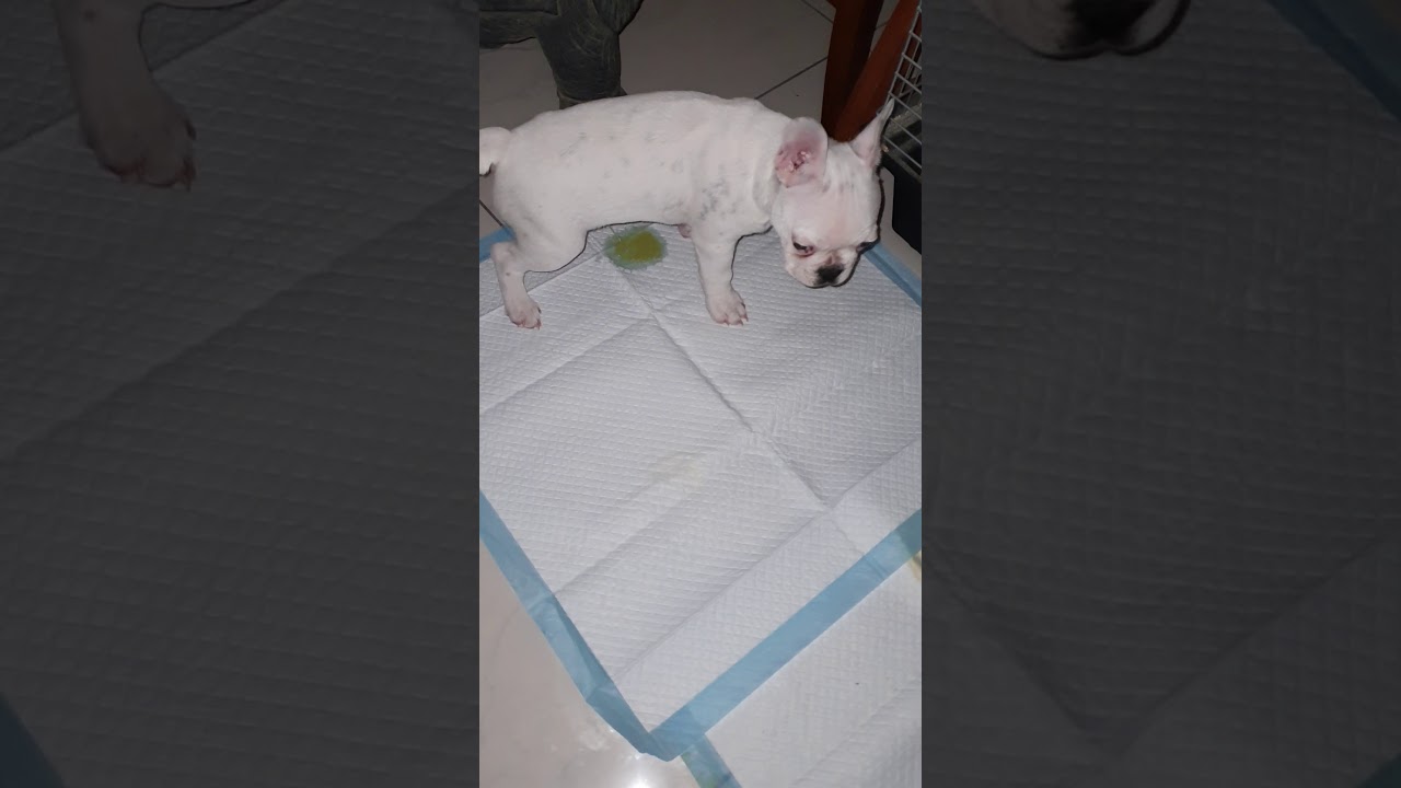 Tapis éducateur Pup' Pad grande absorption pour chien Zoomalia