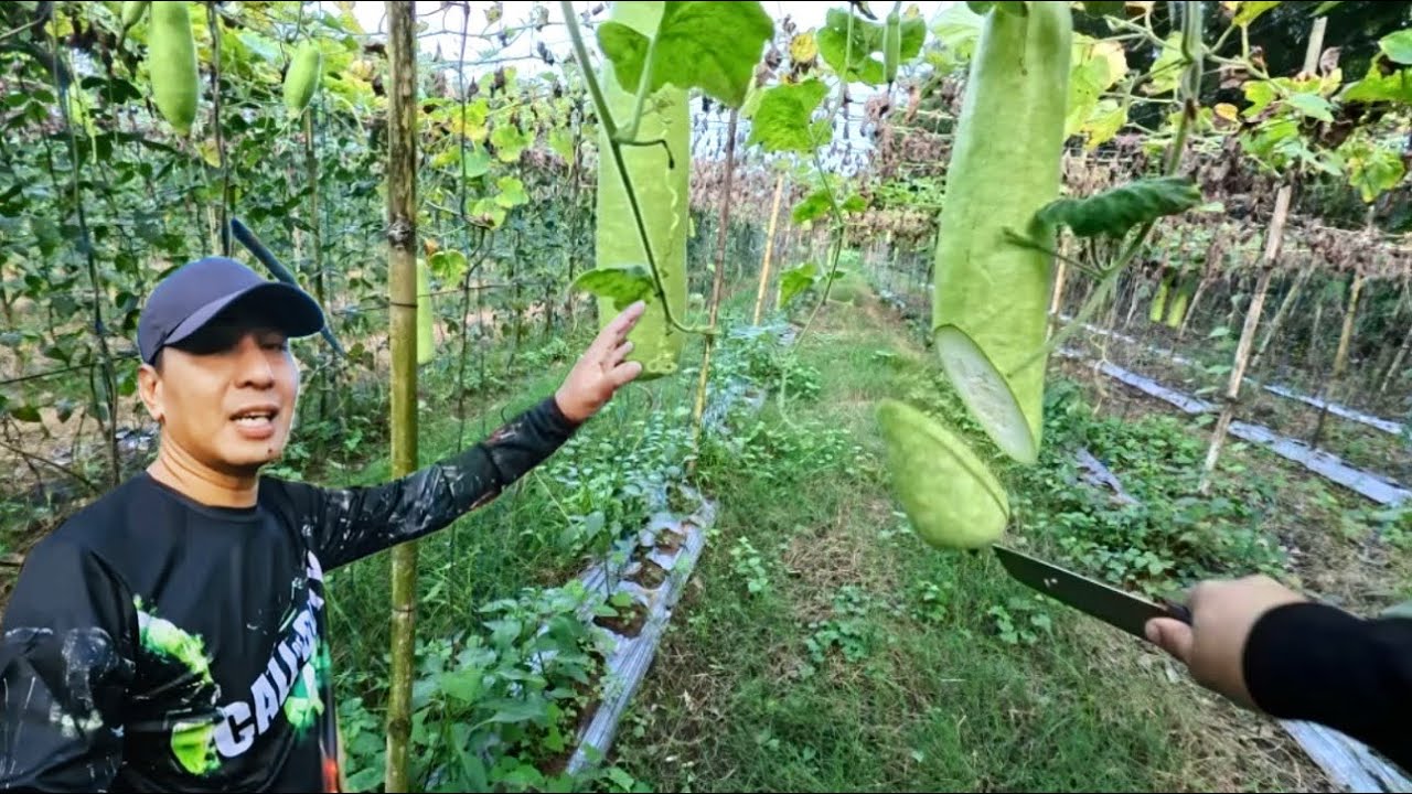 MAGIGING PATABA NALANG SILA SA LUPA