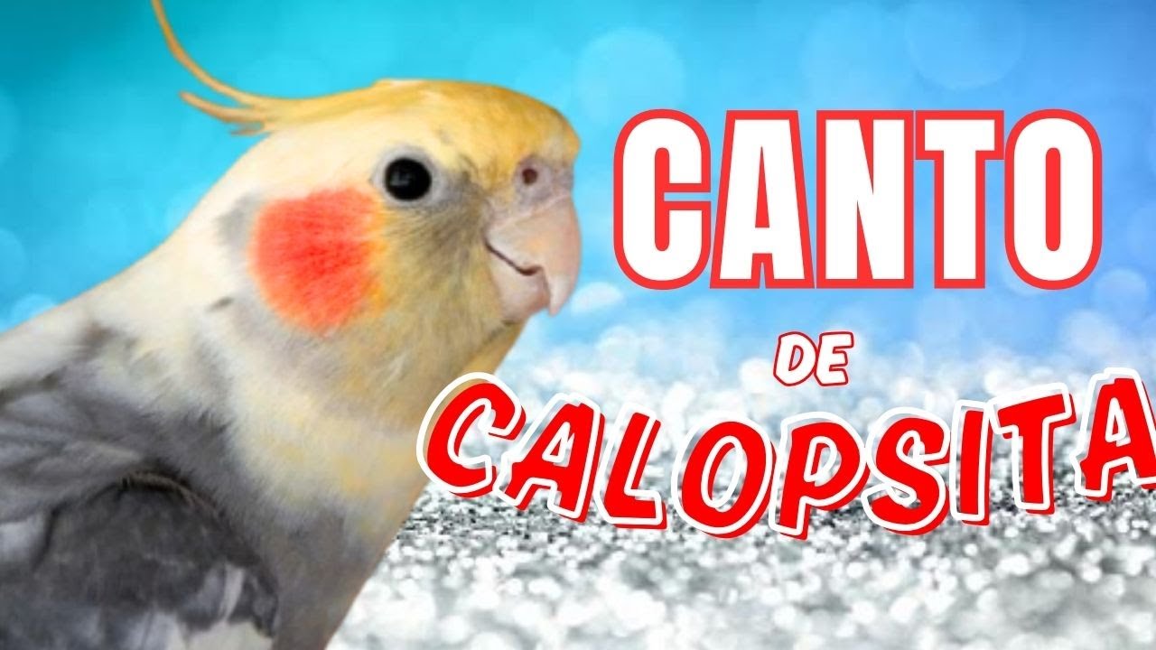 Canto de Calopsita  VIRALIZADO #calopsitas #calopsita
