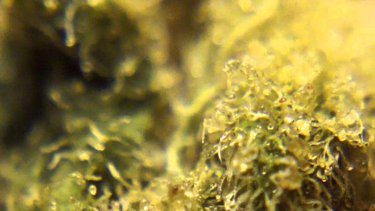 Ep 339 Southern Lights Hd Strain Review Delta 9 Labs Seed co medical weed marijuana cheers pot