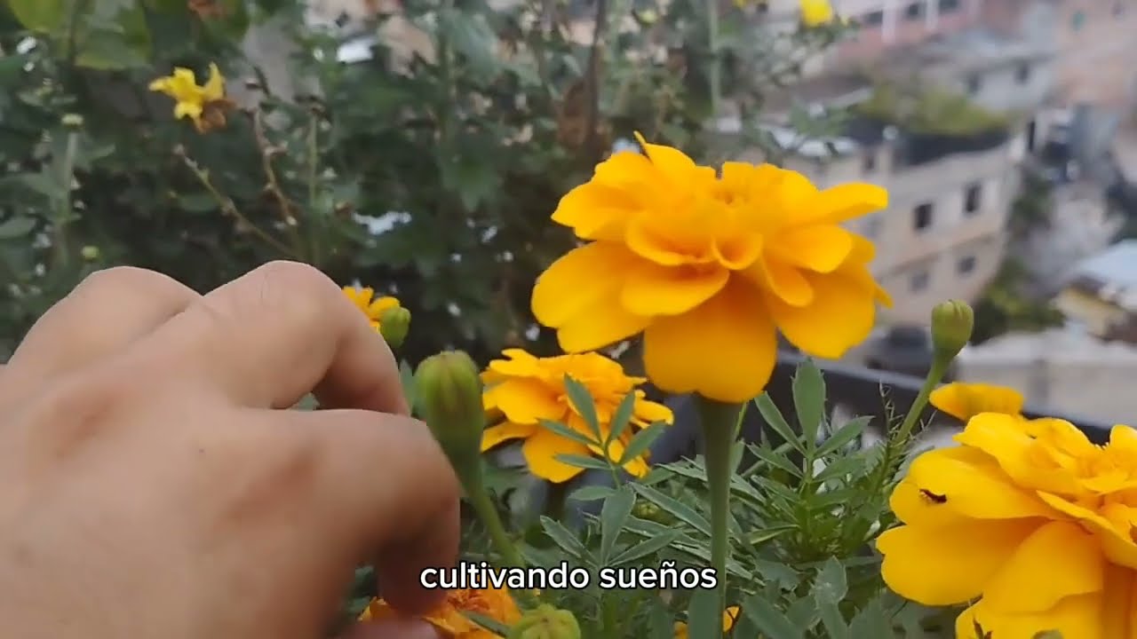 Árboles Frutales en Maceta - Canción para mí huerto - 2025