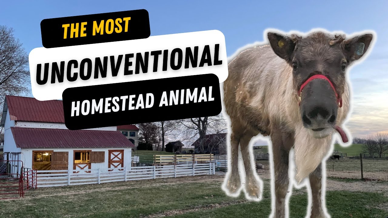 REINDEER: Not your average HOMESTEAD animal!