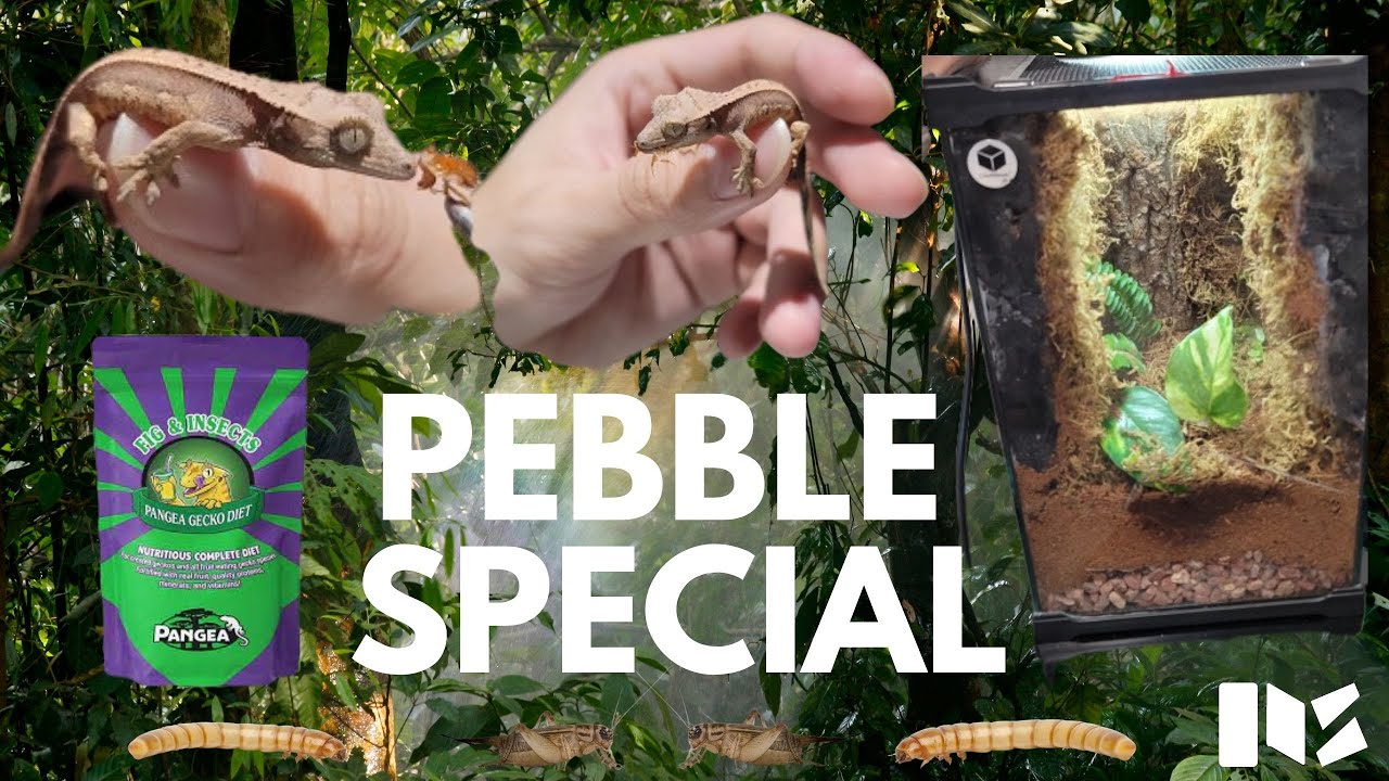 REPTILEVLOG#8 Pebble Special || Bioactive Enclosure || Feeding Session ||