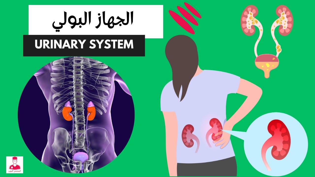 رحلة داخل الجهاز البولي (الكليتين والحالب والمثانة)