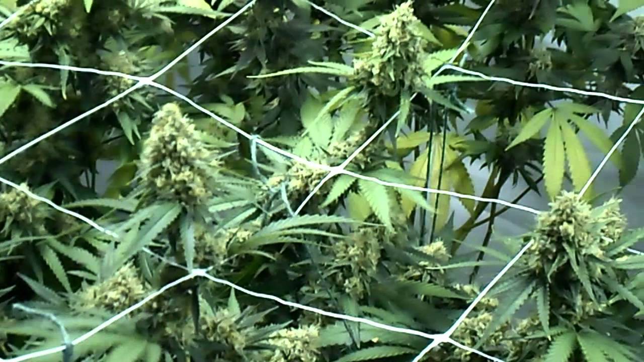 The HQ - Phantom Cookies and Critical HOG (Day 45ish)