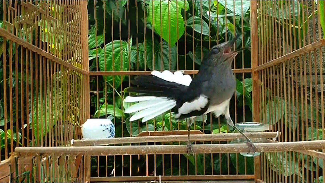 chòe than mái HUÝT KÈM THÚC TRỐNG.chòe than mái kích trống căng lửa.chim chích chòe than mái hót