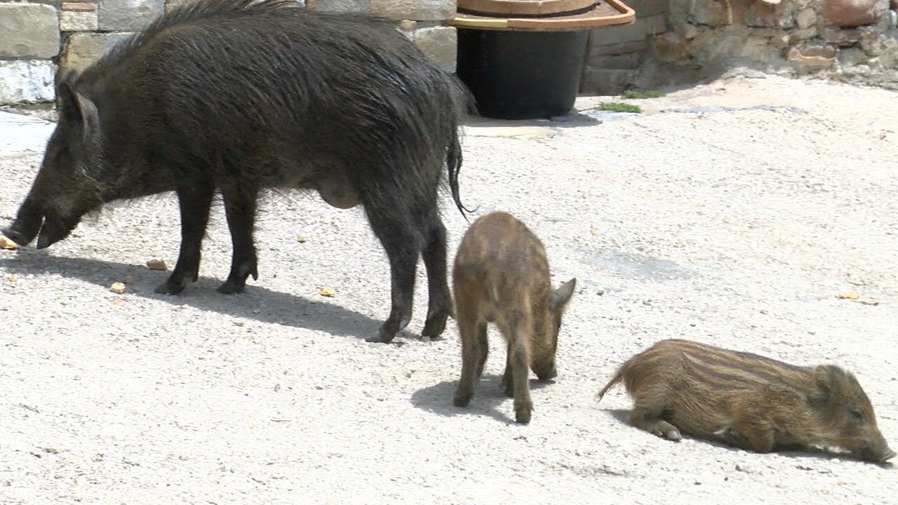 Montecorice, cinghiali “on the beach”: sul porto a spasso tra i pescatori