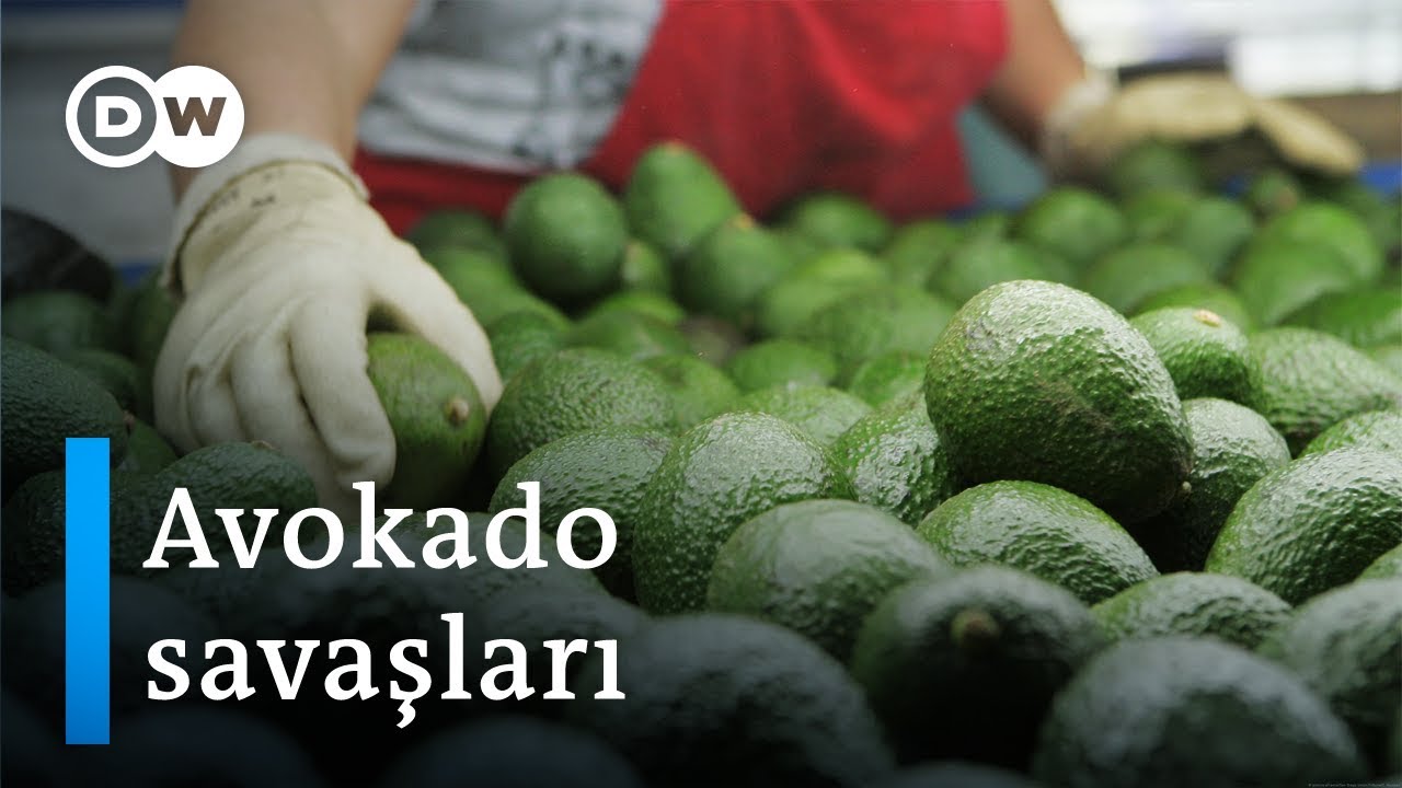 Meksika’da avokado savaşları - DW Türkçe