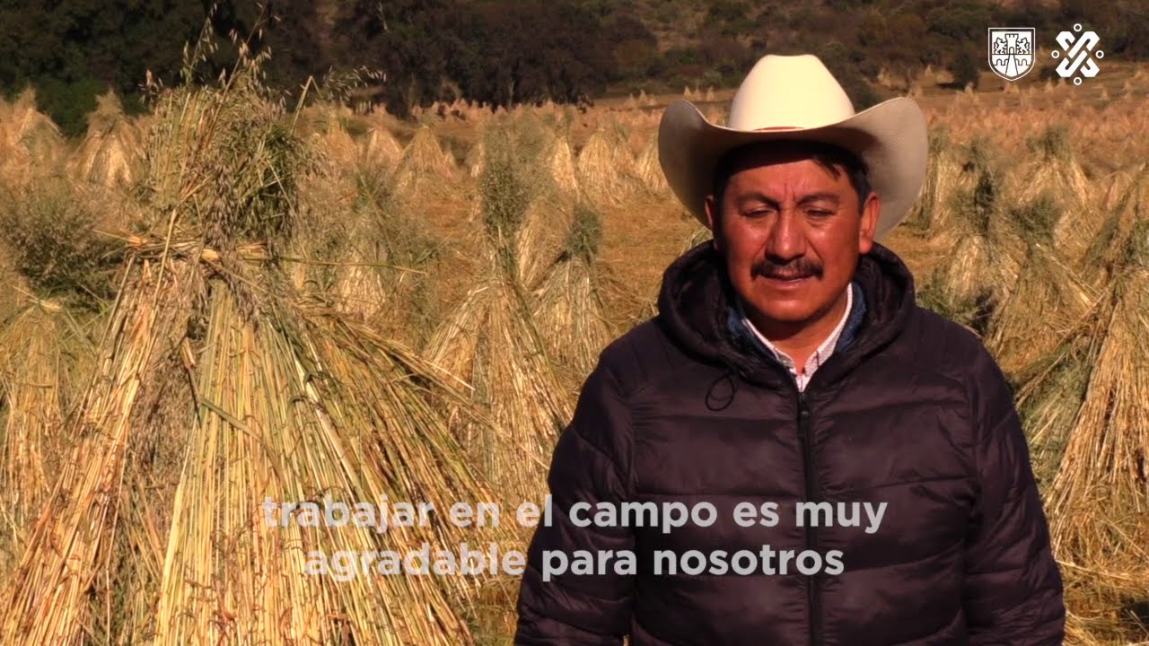 Él es Javier Cervantes, productor de avena forrajera y beneficiario del programa Altepetl
