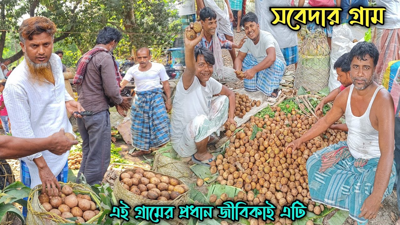 সবেদা গ্রাম,যে দিকেই তাকাই শুধুই সবেদার বাগান ।।বাংলার সবথেকে বড় সবেদার হাট,কম দামে ভালো সবেদা