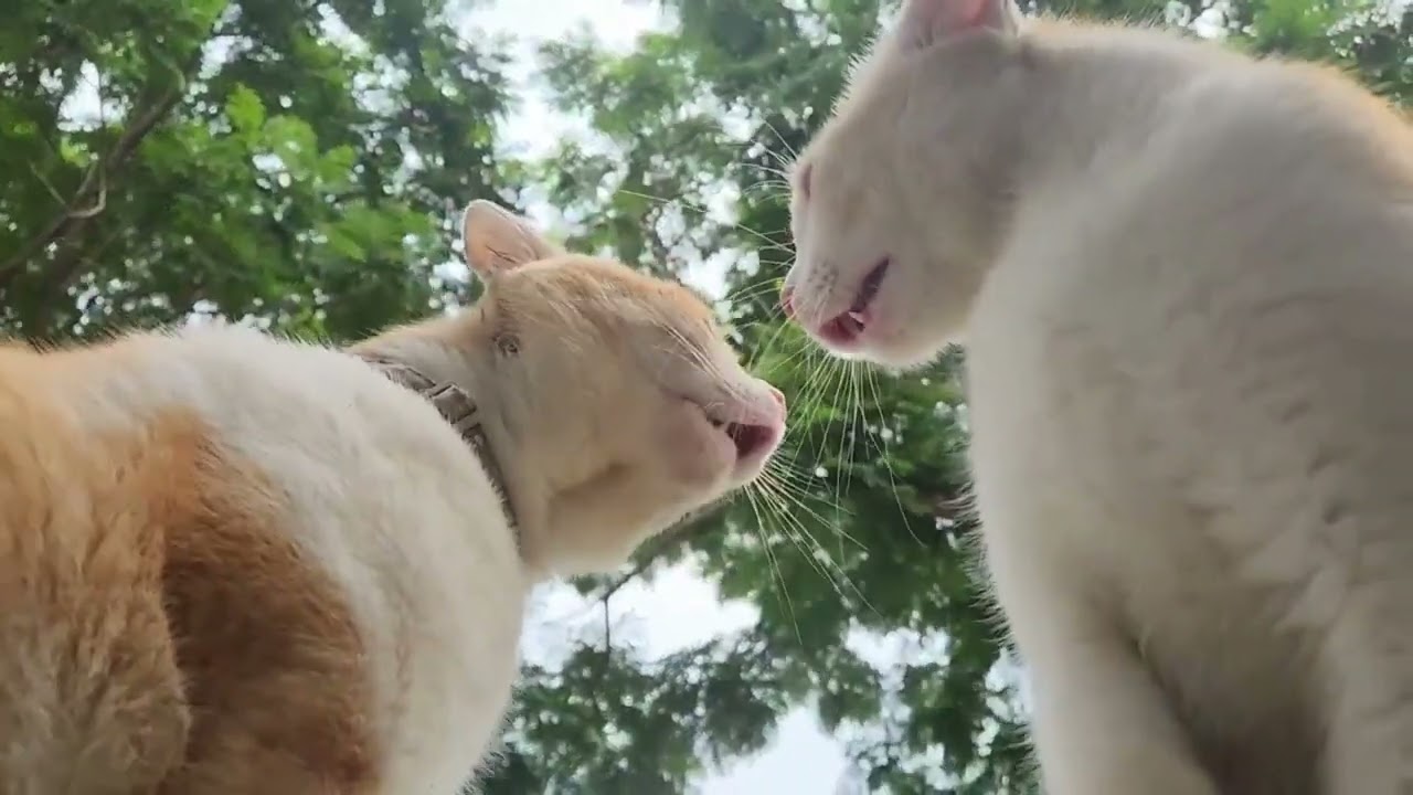 Funny Cat Fight | Hilarious Cats Caught on Camera