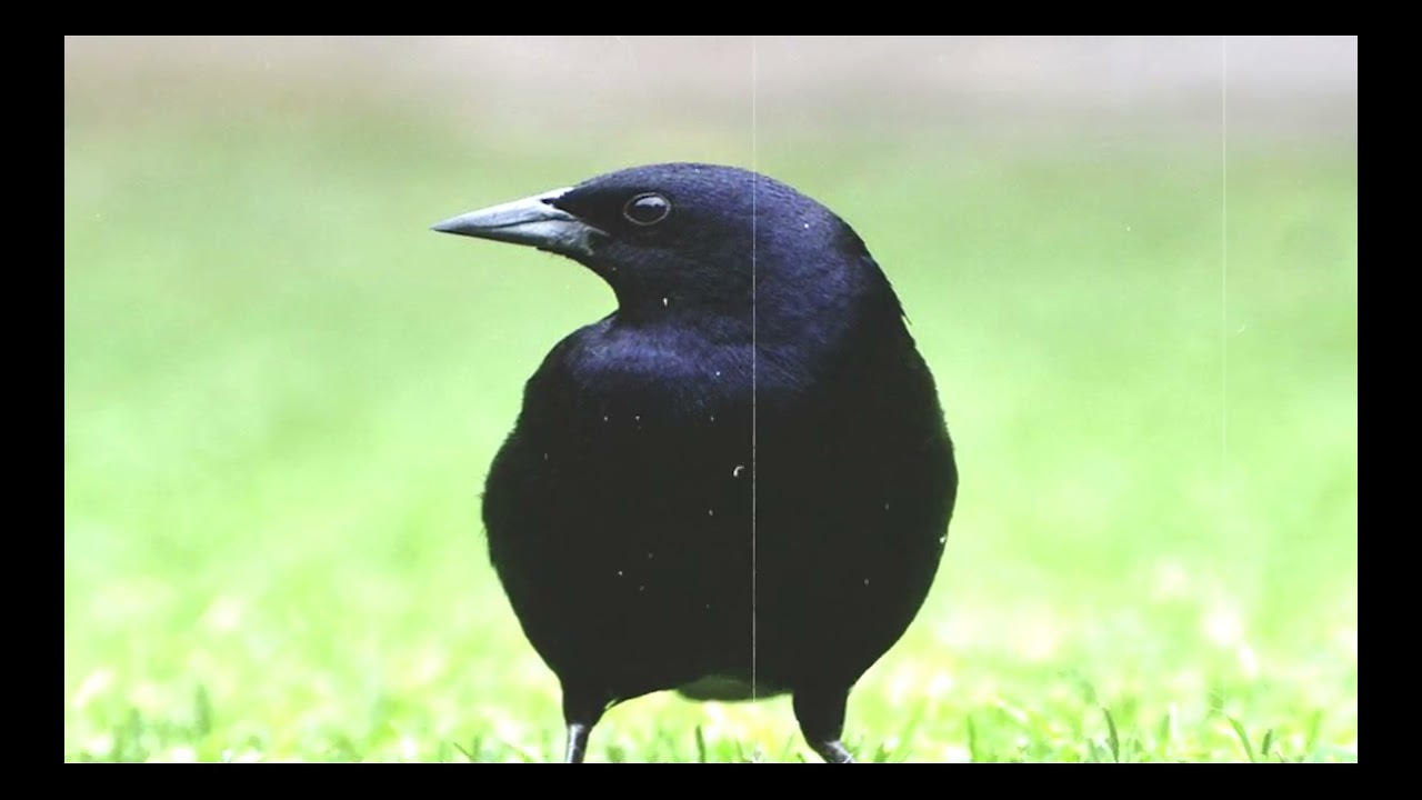 🦜 Mirlo Comun Mini Documental |5:44 Minutes #Khmer BBC