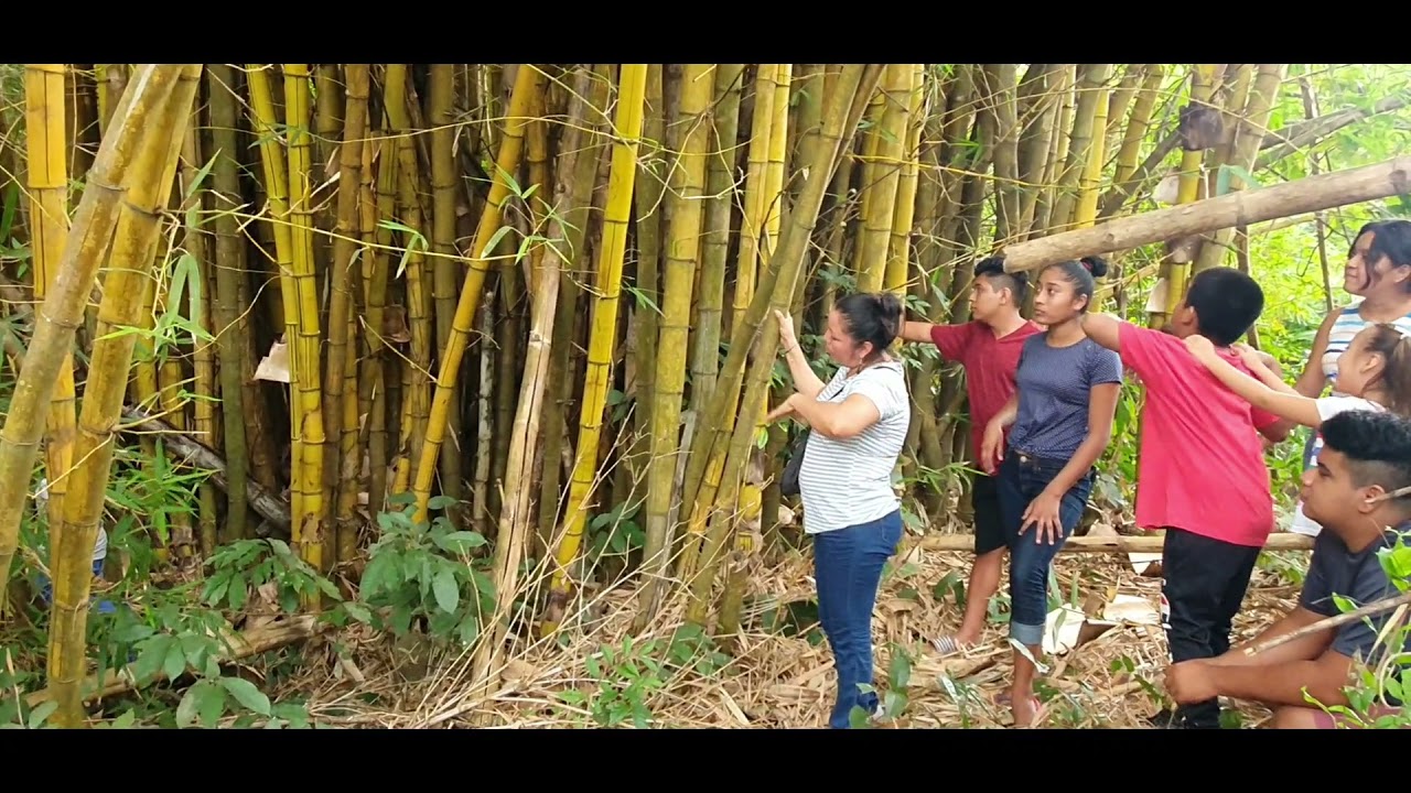 bambu amarillo