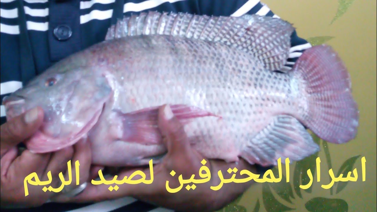 اسرار المحترفين لصيد البلطي العملاق بالريم