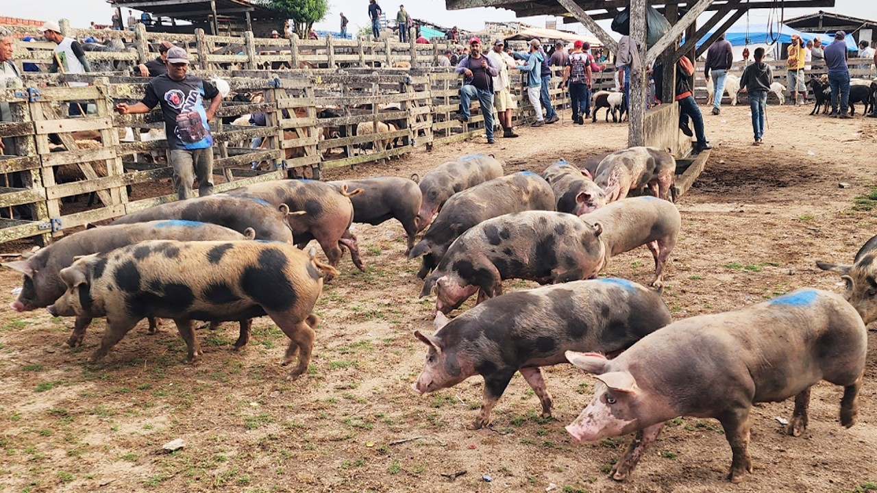FEIRA DE SUÍNOS EM CAPOEIRAS-PE  20-02-2026 #nordeste