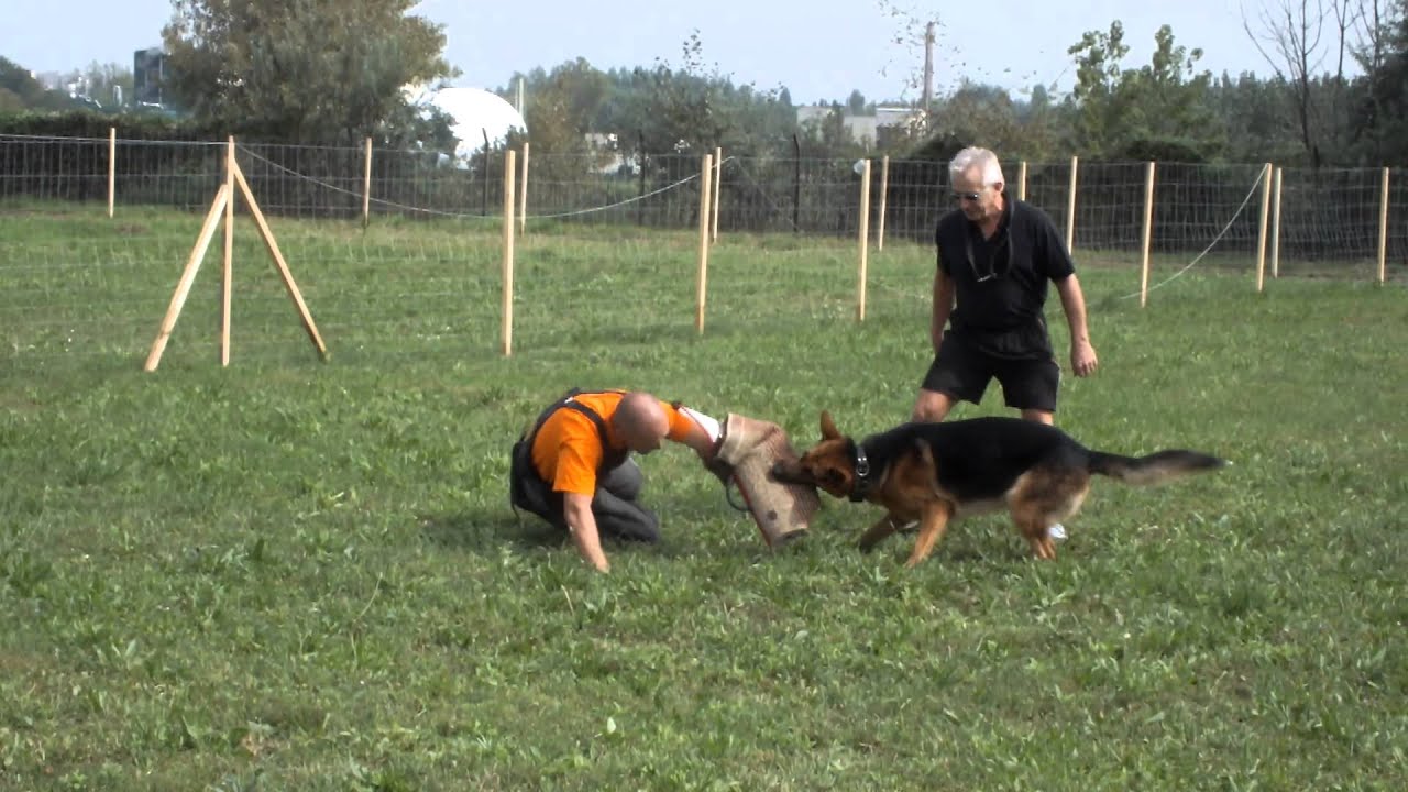 Őrző-védő bemutató