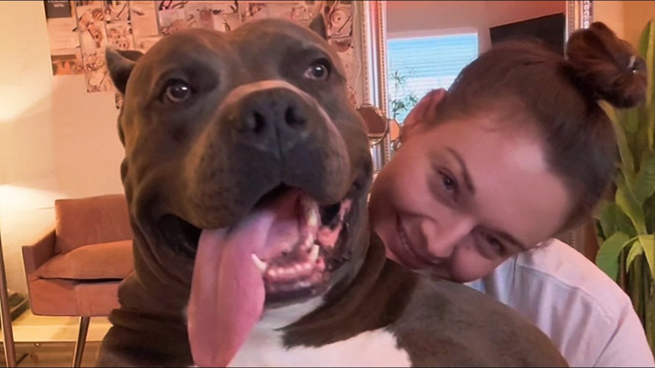 This 120lb Pitbull Was Chained and Left to Die—Until One Woman Refused to Drive Past