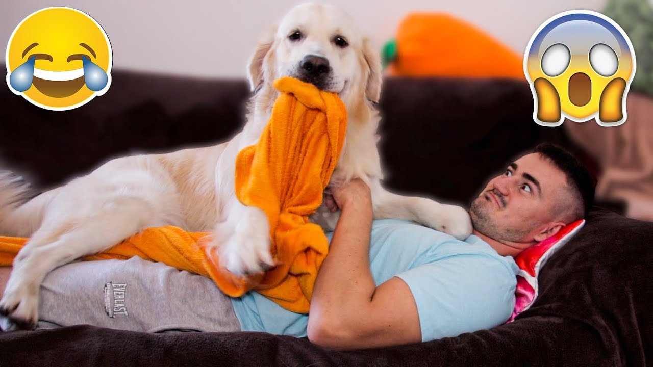 What Happens When I Want to Lie on the Couch But I Have a Golden Retriever