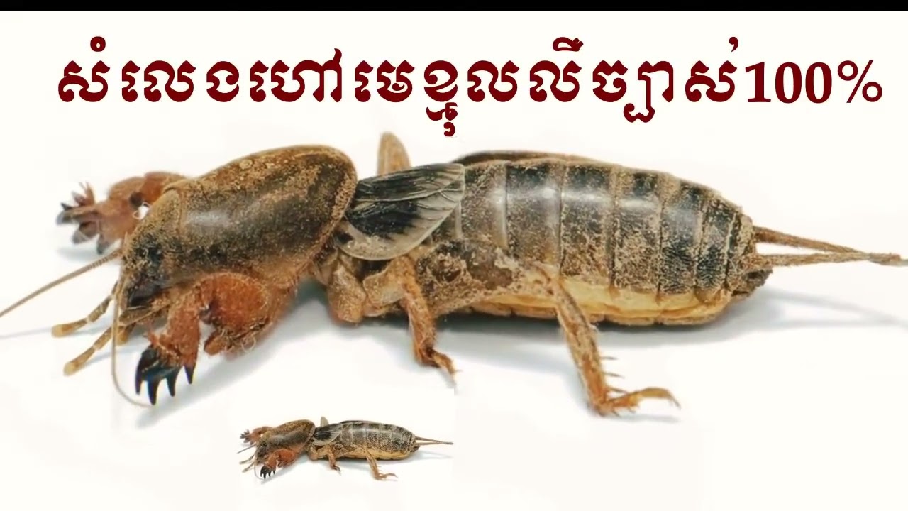 Relaxing： សំលេងហៅ មេខ្មុលច្បាស់100% ⧸ เสียงคริกเก็ตและหมาป่าที่ชัดเจน 100% ⧸ 清晰的板球和狼叫声100％