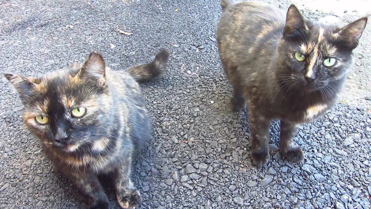 Tortie cats on the street came to me