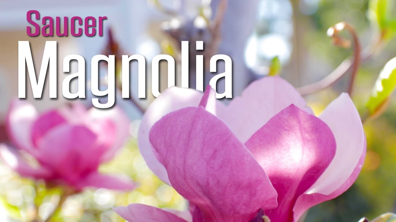 Магнолия блюдцевидная (Magnolia x soulangeana) — восхитительное дерево для небольшого пространства!