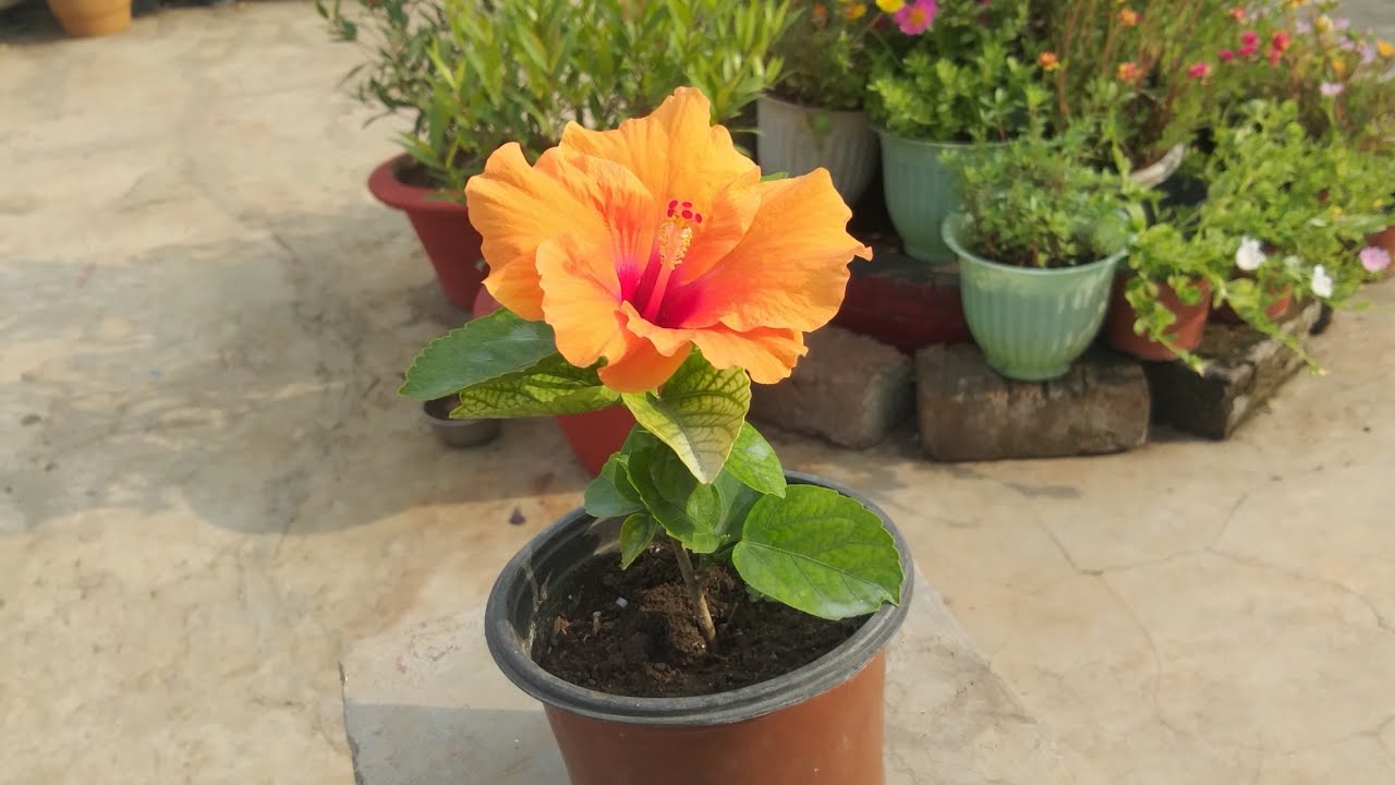 छोटीसी cutting पे फुल कैसे पाए 🤔 Easiest way grow to plants from cutting 🤩🤩