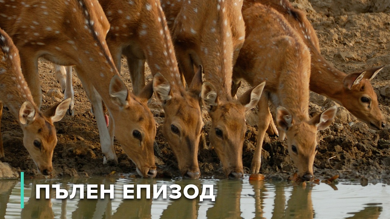 Маршът за оцеляване на матриархата | В дивата Индия 110