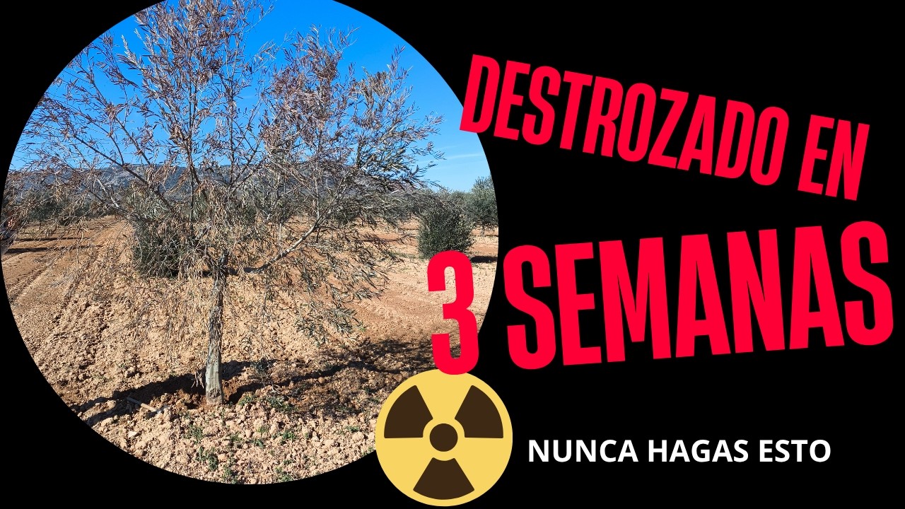 DESTROZÓ su Olivar en 3 Semanas